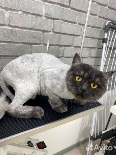 Стрижка кошек с выездом