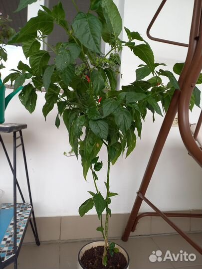 Перец острый piri piri