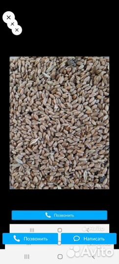 Зерно пшеница озимая ячмень, на корма животным