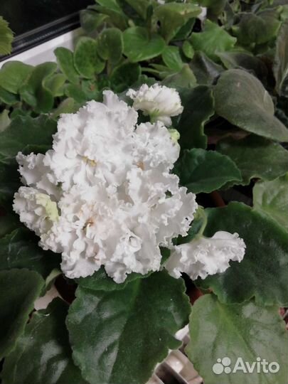 Сортовые фиалки листики на срез