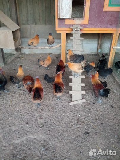 Лакеданзи. Петухи чёрно-медные