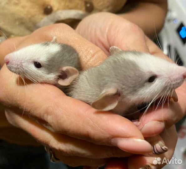 Декоративная крыса дамбо