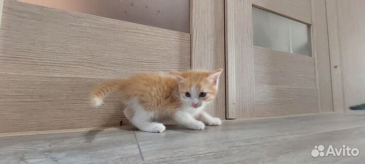 Отдам в добрые руки