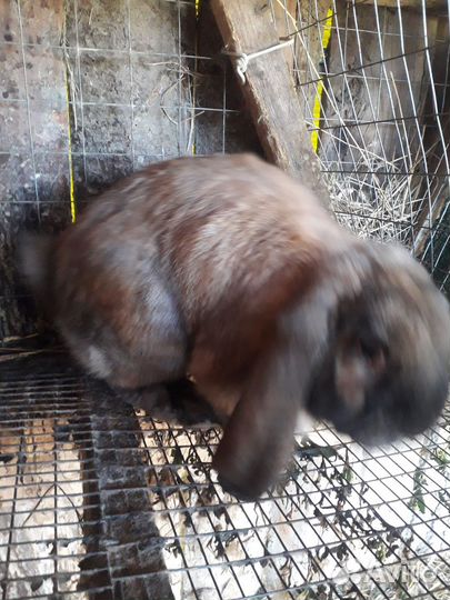 Обмен кролами