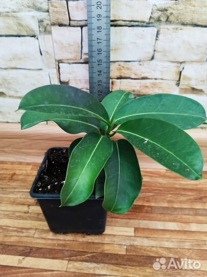 Комнатные жасмины