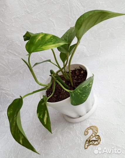 Эпипремнум Сноу Квин, эпипремнум золотистый