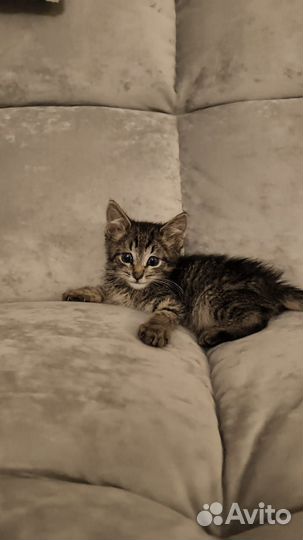 Котенок в добрые руки