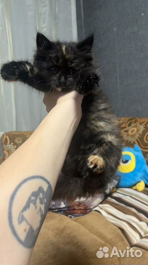 Найдена кошка
