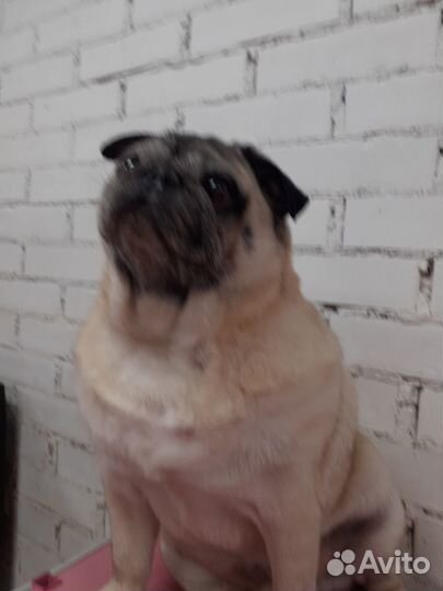 Груминг собак с выездом на дом