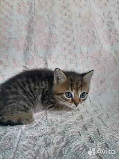 Отдам котят в добрые и любящие руки и сердца