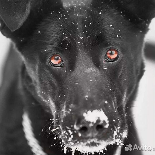 Собака метис