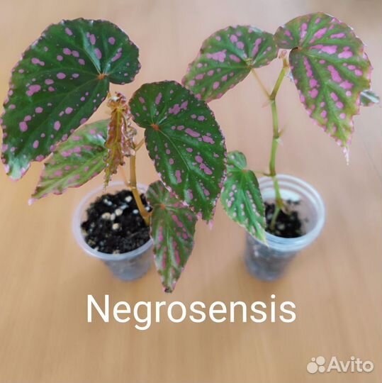 Кейн-бегонии, часть 1