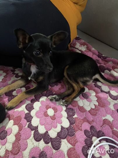 Мини той-терьер