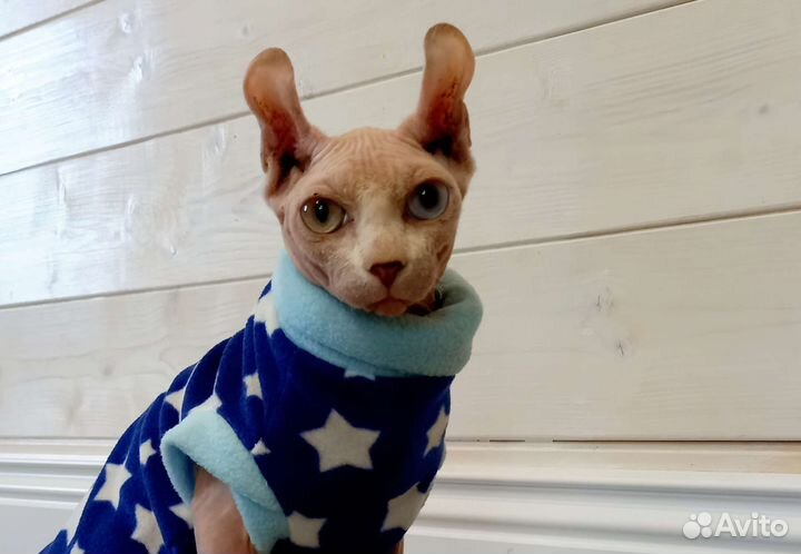 Сфинкс эльф разноглазый