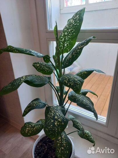 Диффенбахия