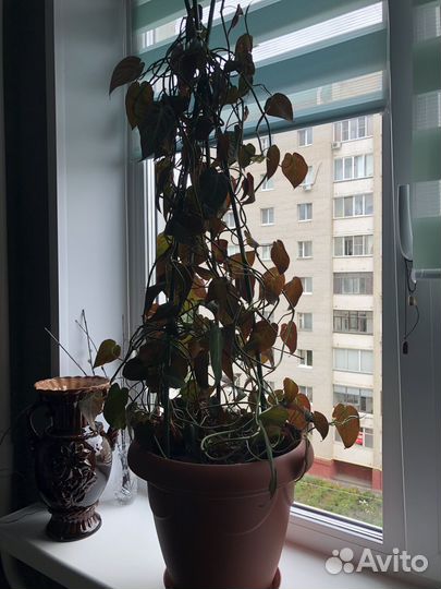 Филолендрон
