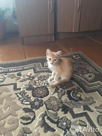Котенок бесплатно