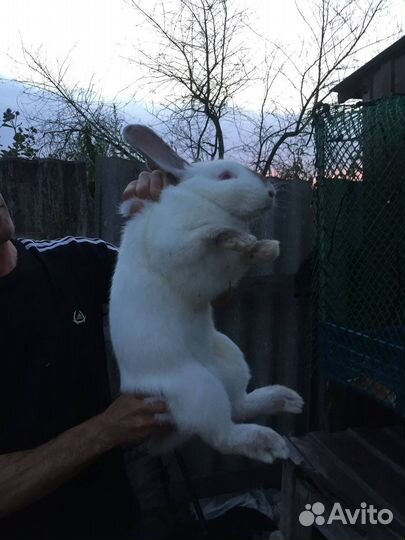 Кролики мясных пород