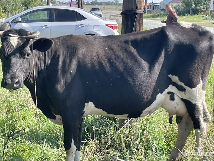 Корова стельная дойная