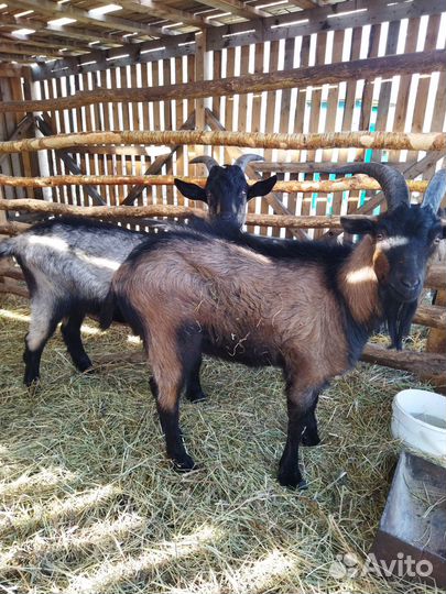 Коз альпийской породы