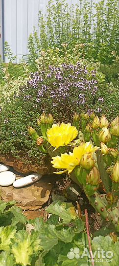 Кактус опунция