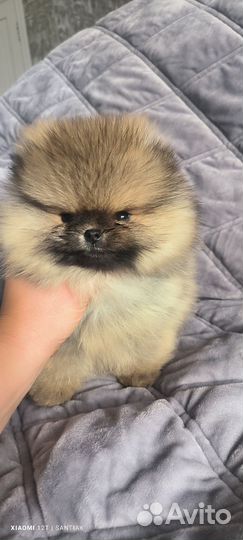 Померанский шпиц