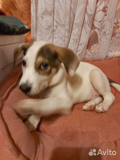 Щенок в добрые руки маленькой собаки