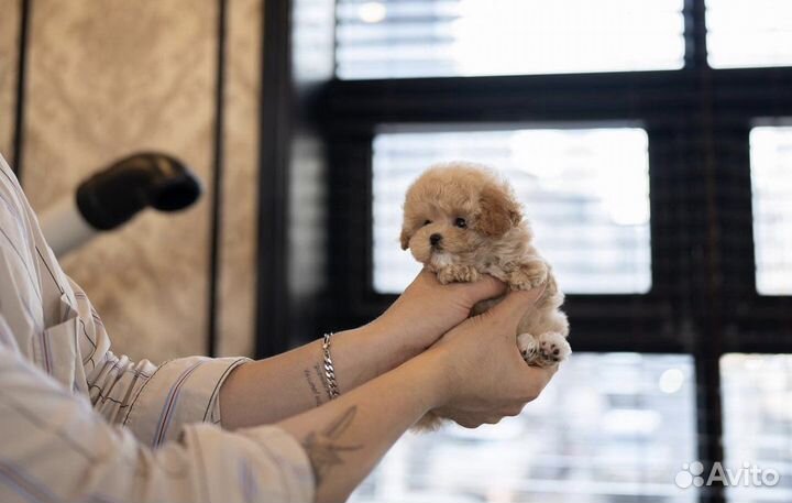 Премиум Мальтипу f1 micro эксклюзив