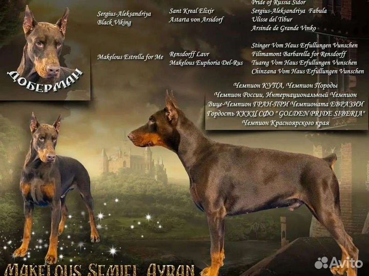 Доберман вязка