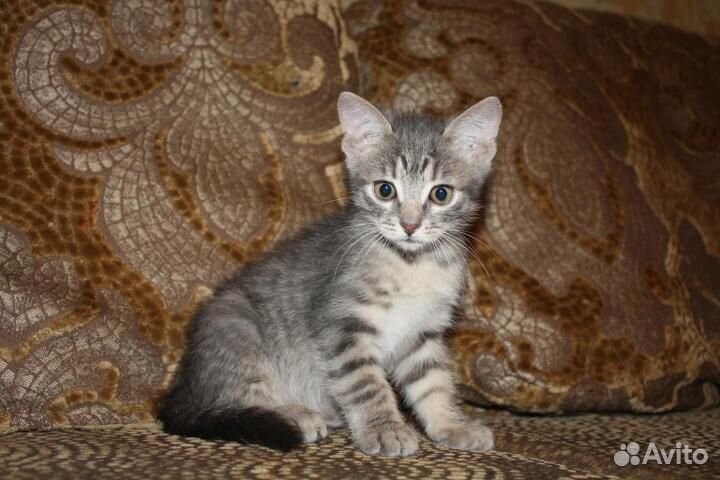 Стасик -2 мес. подарок для детей - серо-полосатый