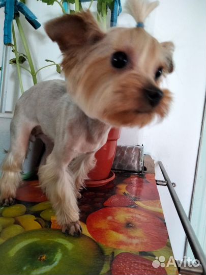 Ищем мини йорка мальчика для вязки