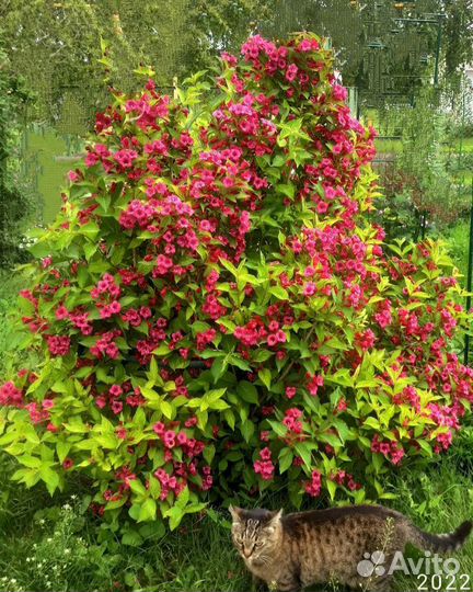 Бронь*Вейгела саженец зкс