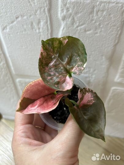 Сингониум клубничный лед galaxy