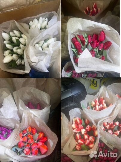 Тюльпаны