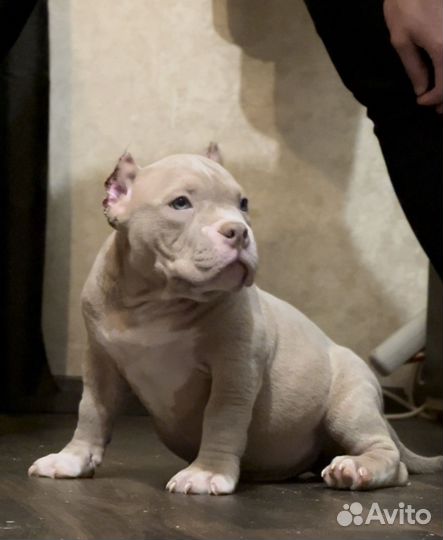 Американские булли, лиловые мальчики, покет