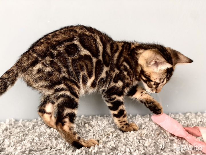 Бенгальский крупный мальчик