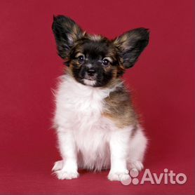 Papillon store dog olx