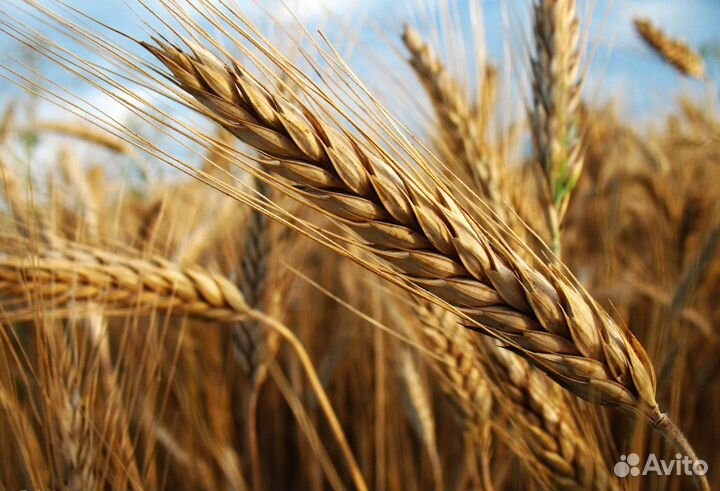 Пшеница ячмень