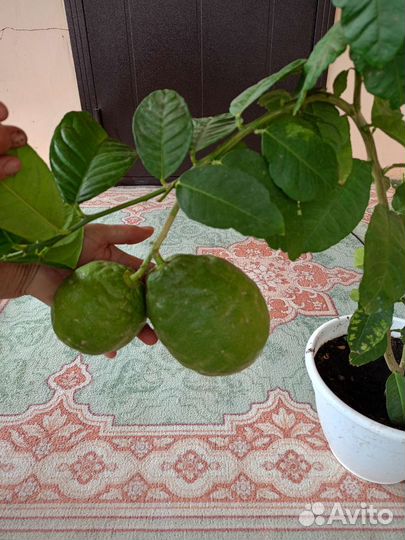 Лимонное дерево с плодами