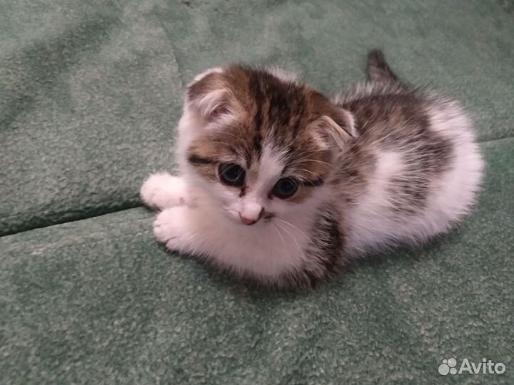 Вислоухий котёнок