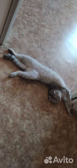 Кошки