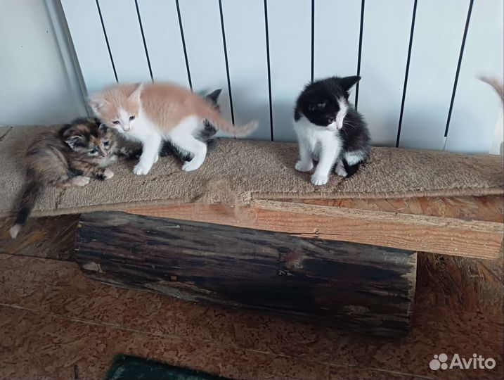 Кошки в добрые руки бесплатно