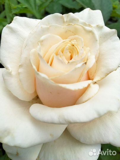 Садовые цветы, розы