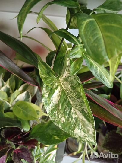 Рео, гинура и другие