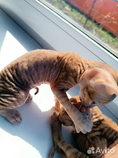 Кошки донской сфинкс