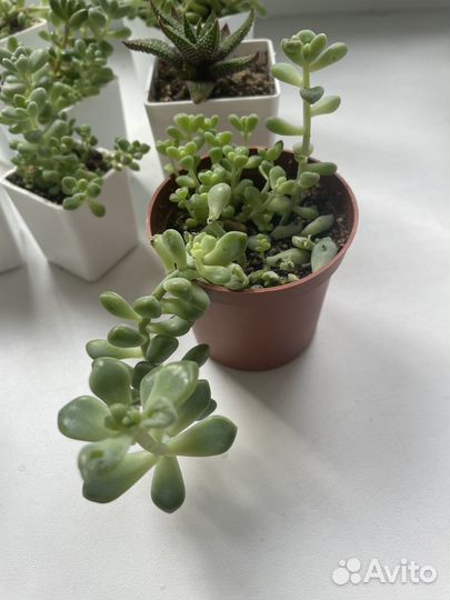 Кактусы и суккуленты