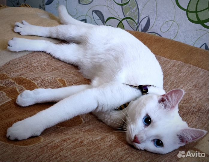 Котик в добрые руки