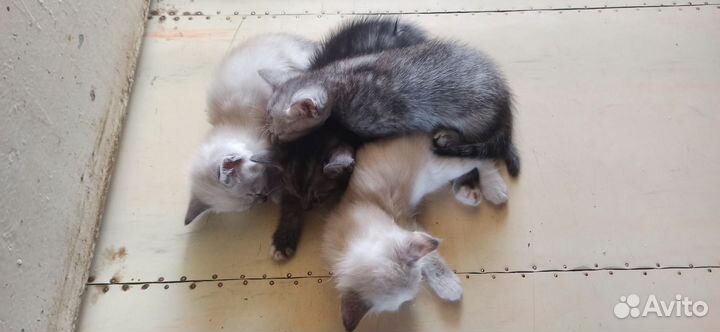 Отдам в добрые руки котят