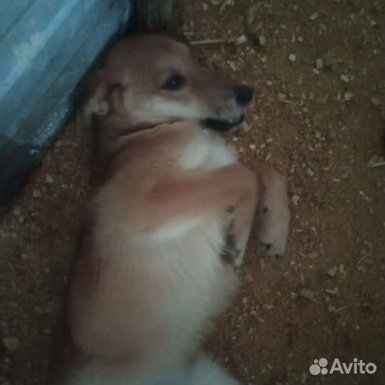 Собака в отлове