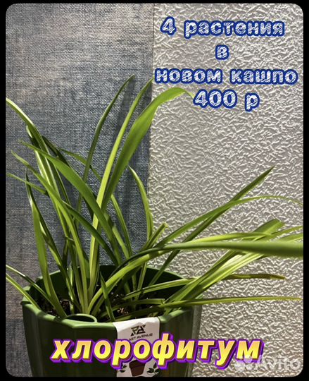 Хлорофитум